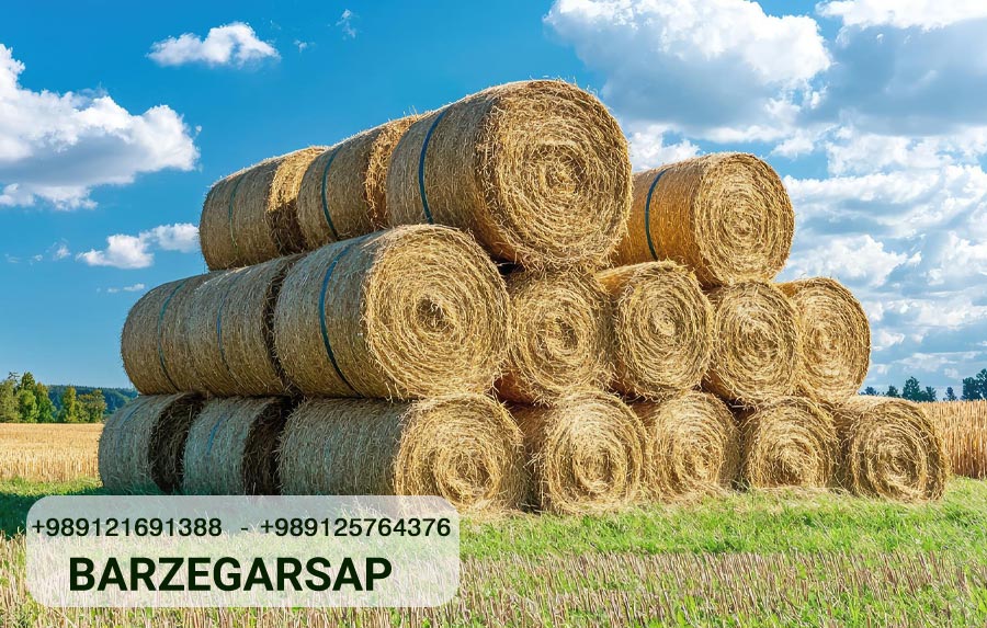 Top Agricultural Producing Countries